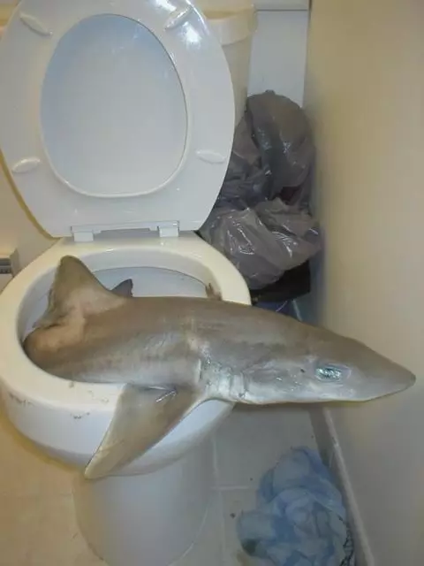 penemuan aneh di toilet Berbagai Sumber penemuan aneh di toilet Berbagai Sumber