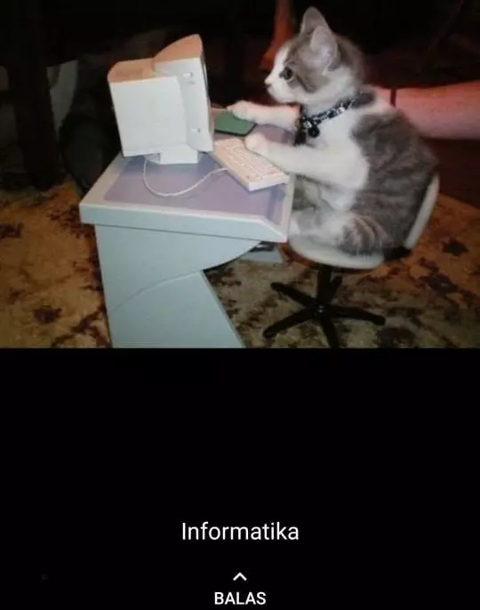 status WA kucing bekerja Berbagai sumber