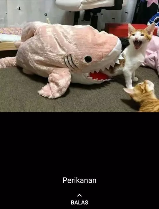 status WA kucing bekerja Berbagai sumber