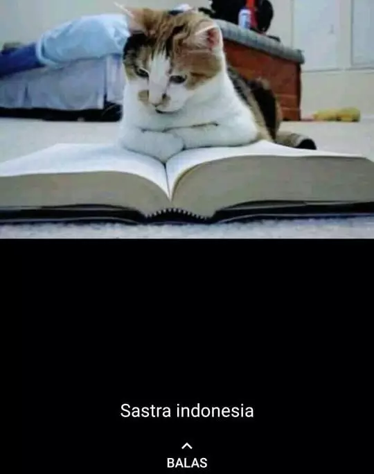 status WA kucing bekerja Berbagai sumber