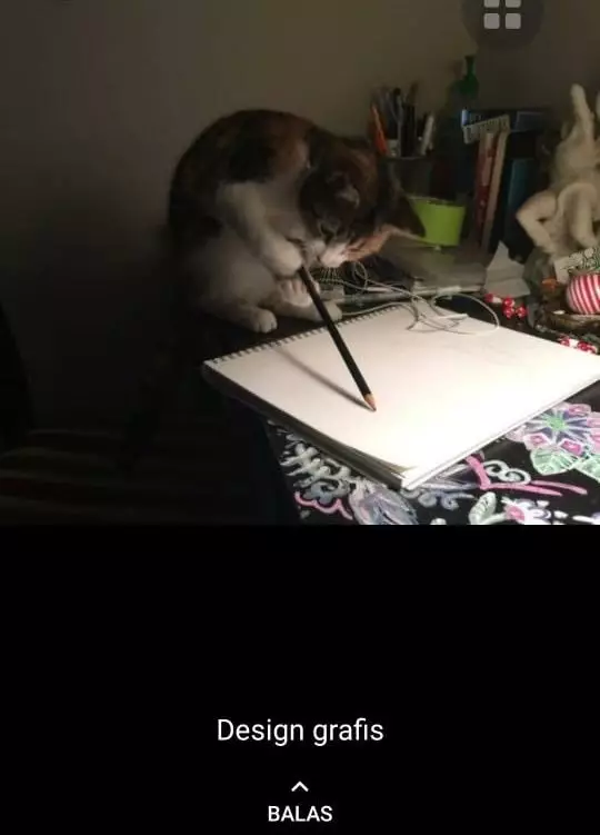 status WA kucing bekerja Berbagai sumber