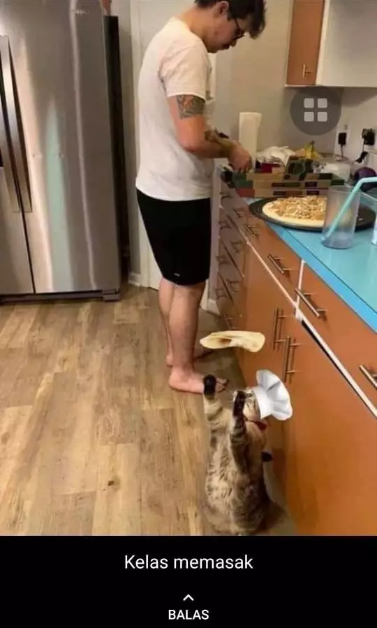 status WA kucing bekerja Berbagai sumber