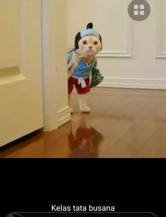 status WA kucing bekerja Berbagai sumber