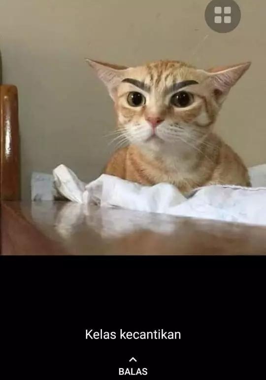 status WA kucing bekerja Berbagai sumber