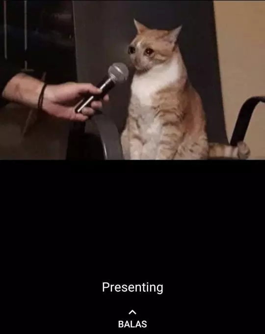 status WA kucing bekerja Berbagai sumber