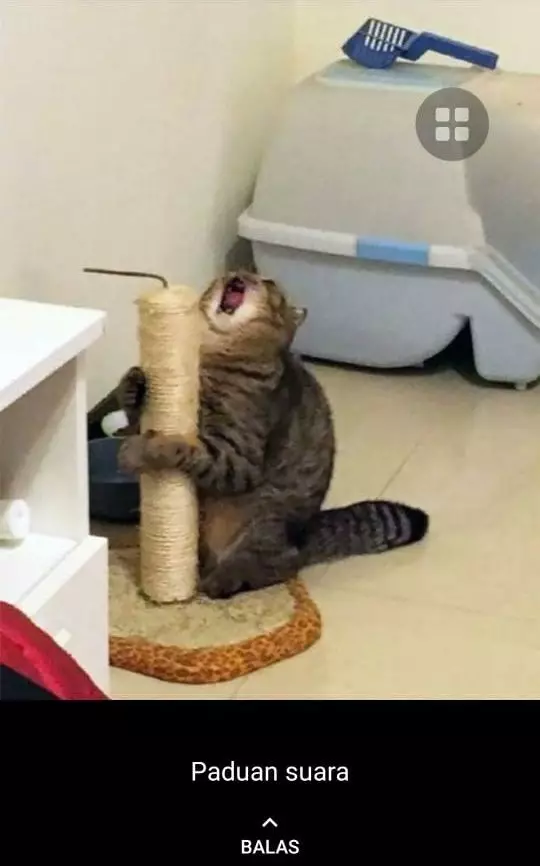 status WA kucing bekerja Berbagai sumber