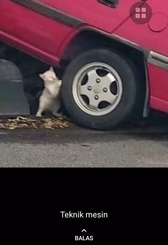 status WA kucing bekerja Berbagai sumber