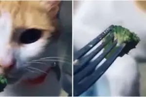 Diberi sayur oleh pemiliknya, kucing ini tunjukkan ekspresi kocak