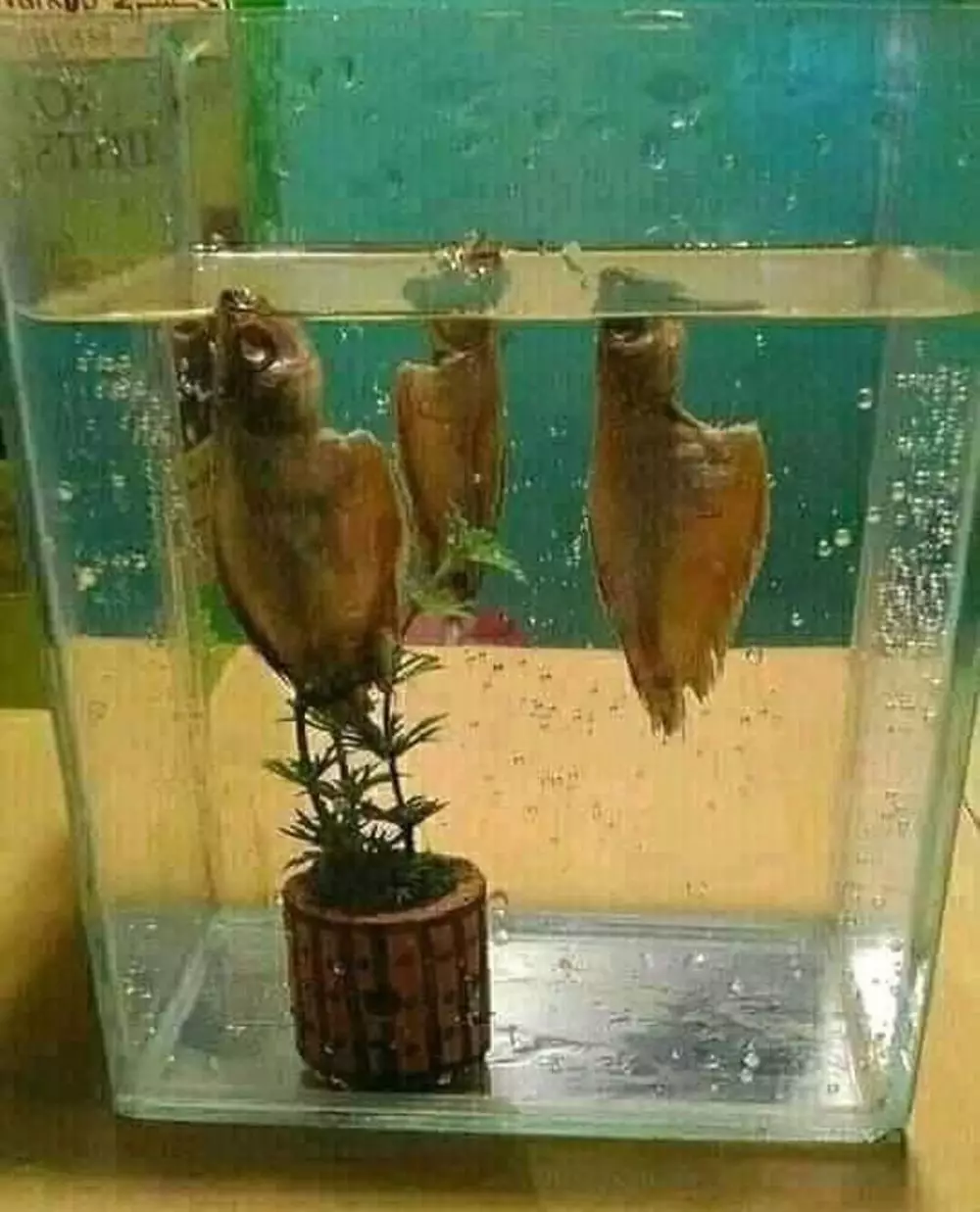 Momen gagal makan enak Instagram