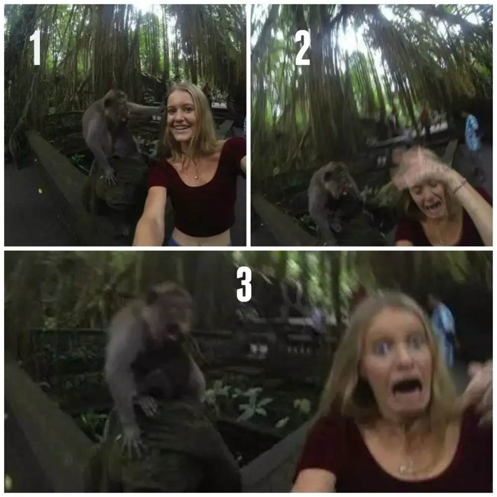 Potret bareng hewan apes Berbagai sumber