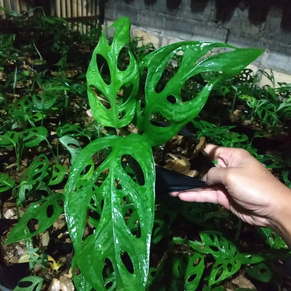 Cara merawat janda bolong © 2020 brilio.net