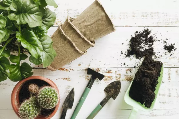 Cara merawat janda bolong © 2020 brilio.net