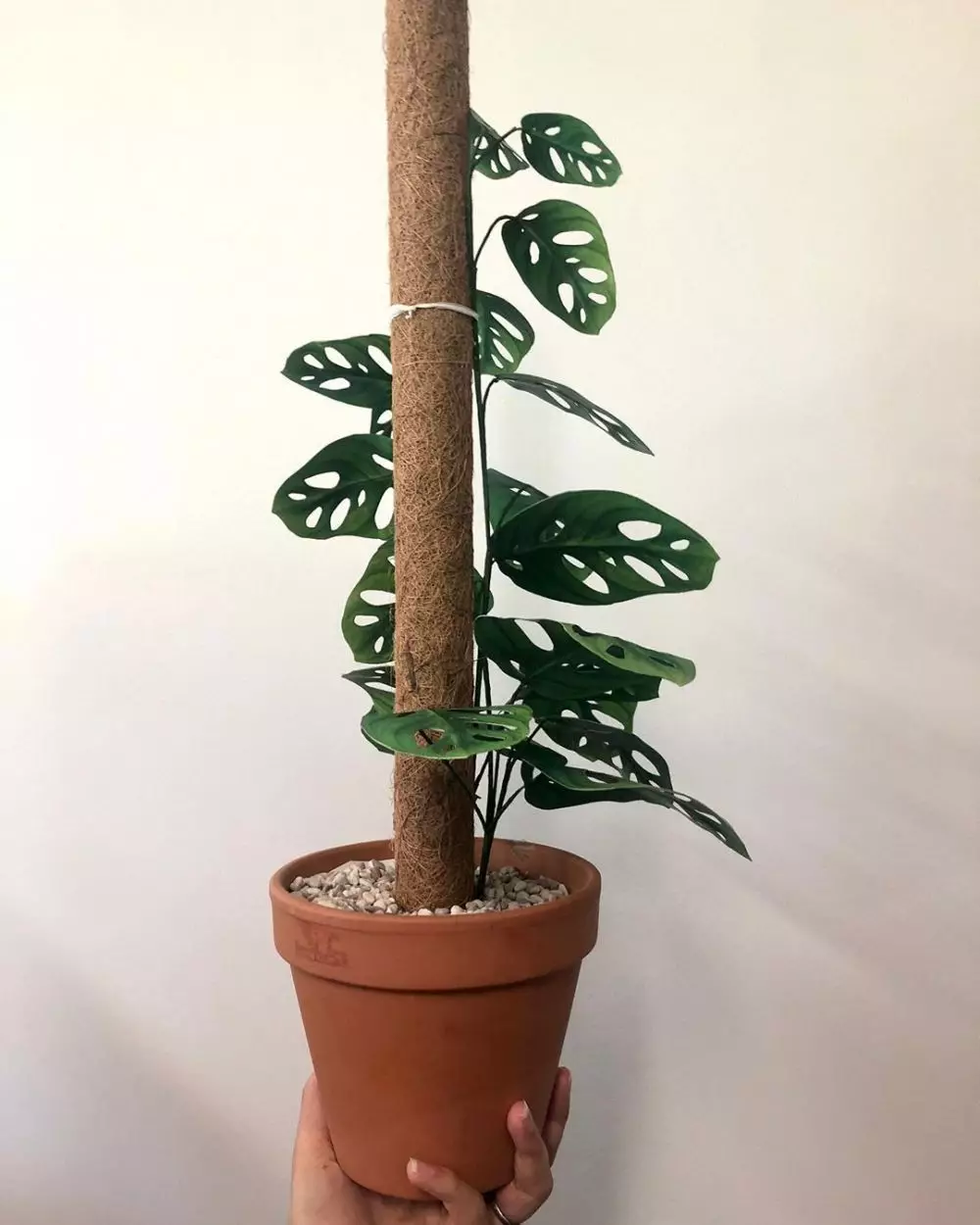 Cara merawat janda bolong © 2020 brilio.net