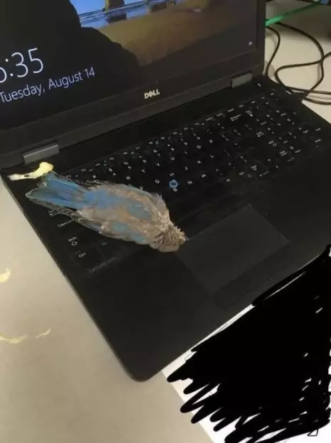 momen apes ketika menggunakan laptop Berbagai sumber