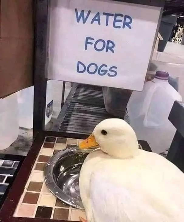 peringatan untuk hewan Berbagai sumber peringatan untuk hewan Berbagai sumber