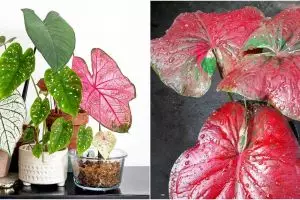 6 Cara merawat tanaman keladi agar tumbuh subur