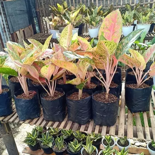 Cara merawat aglonema © 2020 brilio.net