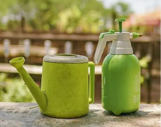 Cara merawat aglonema © 2020 brilio.net