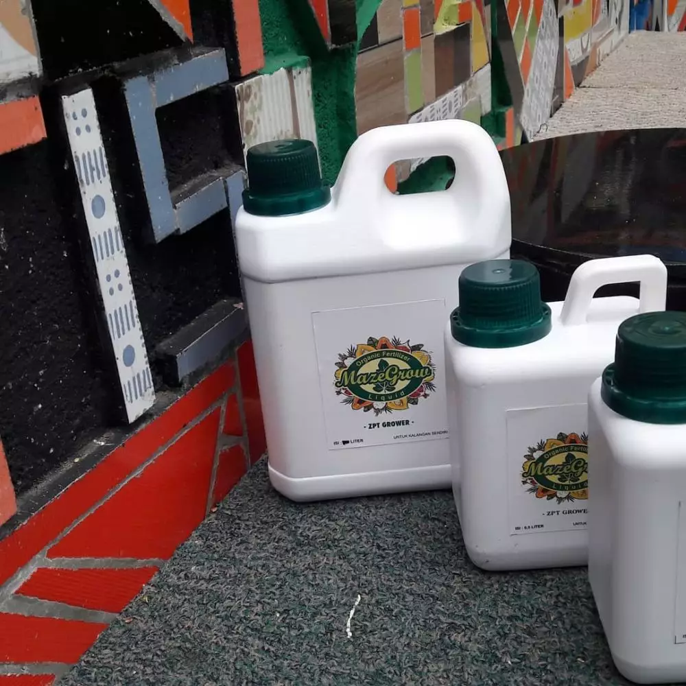 Cara merawat aglonema © 2020 brilio.net