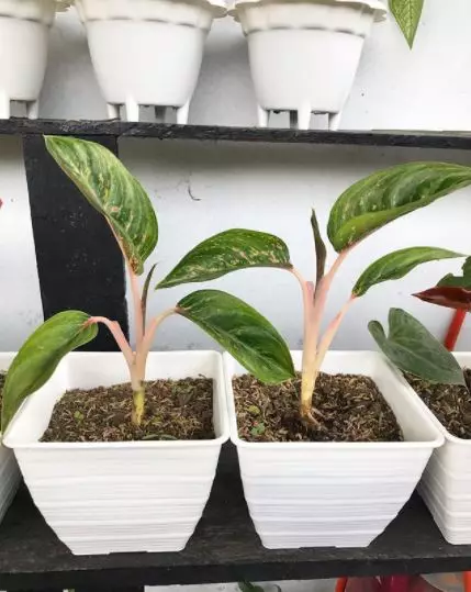 Cara merawat aglonema © 2020 brilio.net