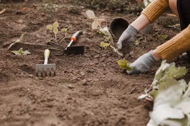 Cara merawat aglonema © 2020 brilio.net