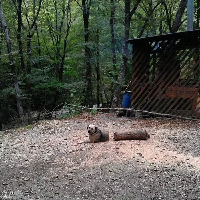 Potret tipuan hewan boredpanda.com Potret tipuan hewan boredpanda.com