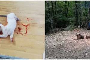 10 Potret 'tipuan' hewan, bikin deg-degan pemilik