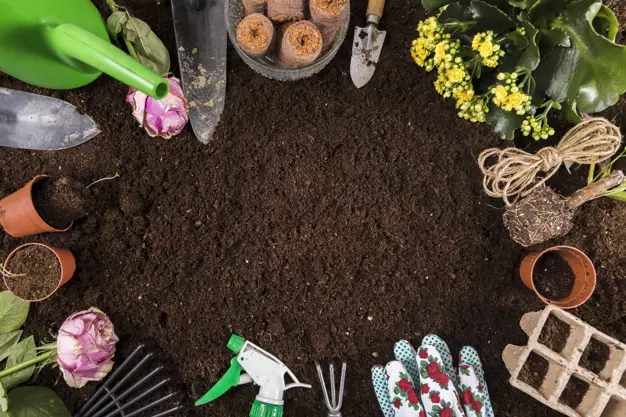 Cara merawat tanaman begonia berbagai sumber