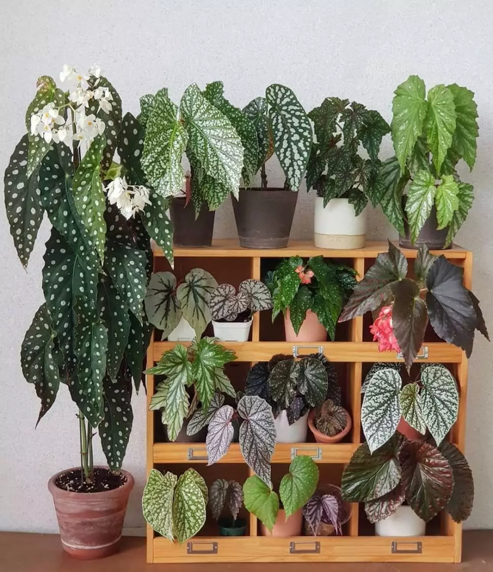 Cara merawat tanaman begonia berbagai sumber