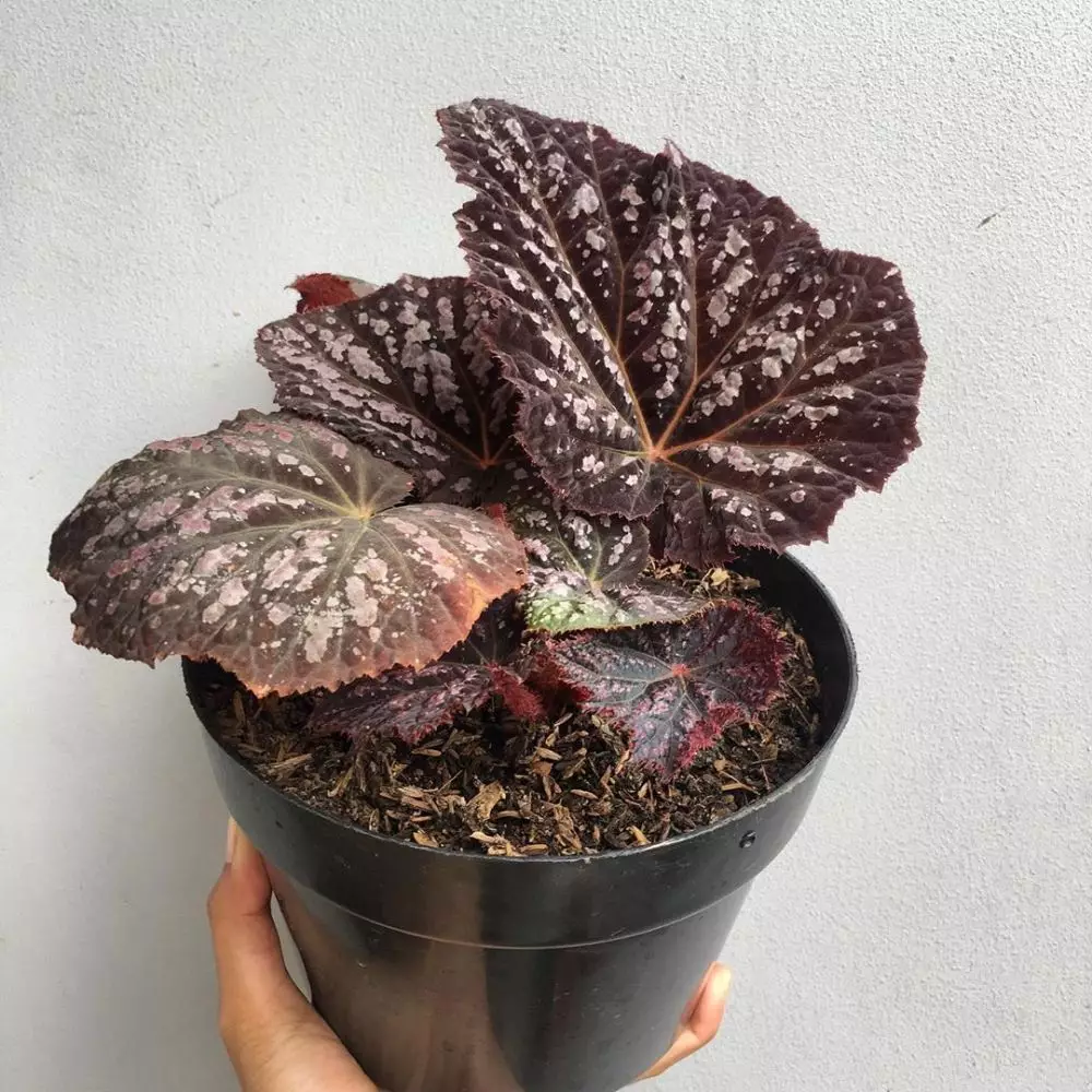 Cara merawat tanaman begonia berbagai sumber