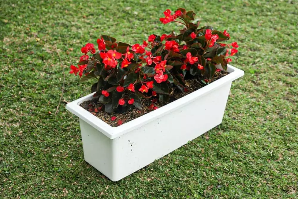 Cara merawat tanaman begonia berbagai sumber