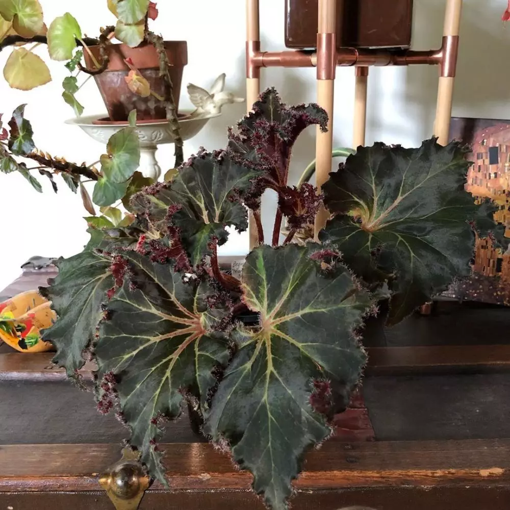 Cara merawat tanaman begonia berbagai sumber