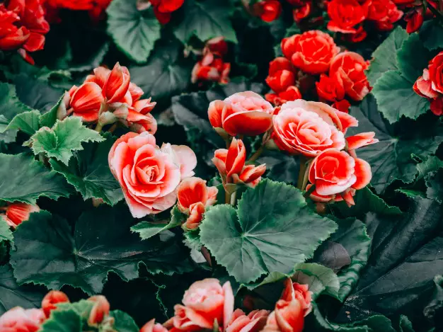 Cara merawat tanaman begonia berbagai sumber