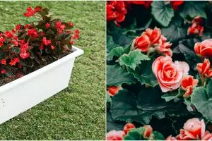 5 Cara merawat tanaman begonia agar makin cantik dan subur