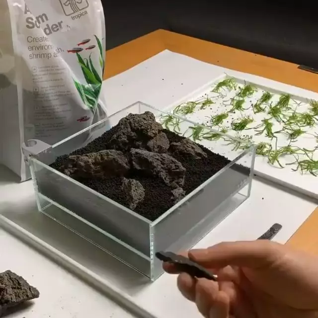 Cara merawat tanaman aquascape berbagai sumber