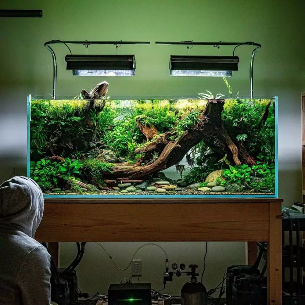 Cara merawat tanaman aquascape berbagai sumber