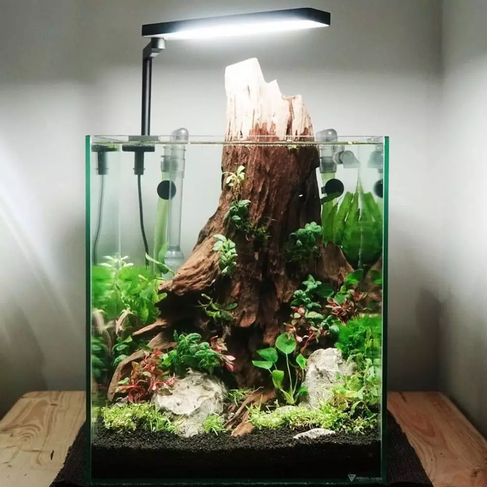 Cara merawat tanaman aquascape berbagai sumber