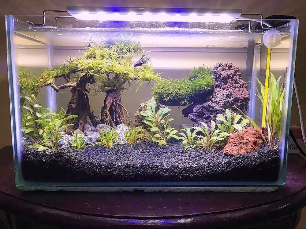 Cara merawat tanaman aquascape berbagai sumber