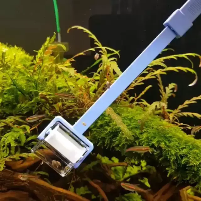 Cara merawat tanaman aquascape berbagai sumber