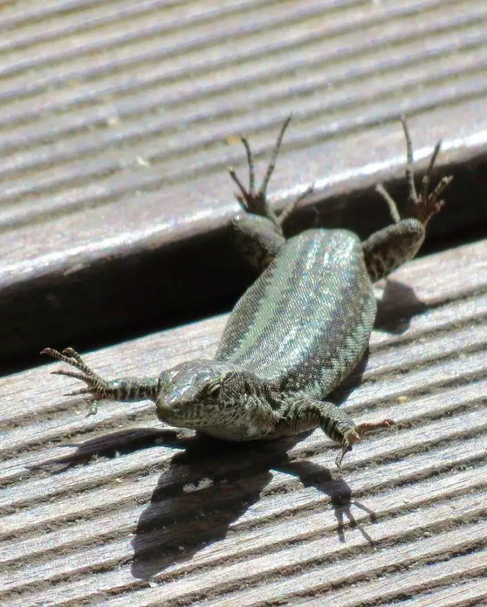 Penampakan hewan kesulitan Berbagai sumber Penampakan hewan kesulitan Berbagai sumber