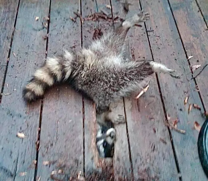 Penampakan hewan kesulitan Berbagai sumber Penampakan hewan kesulitan Berbagai sumber