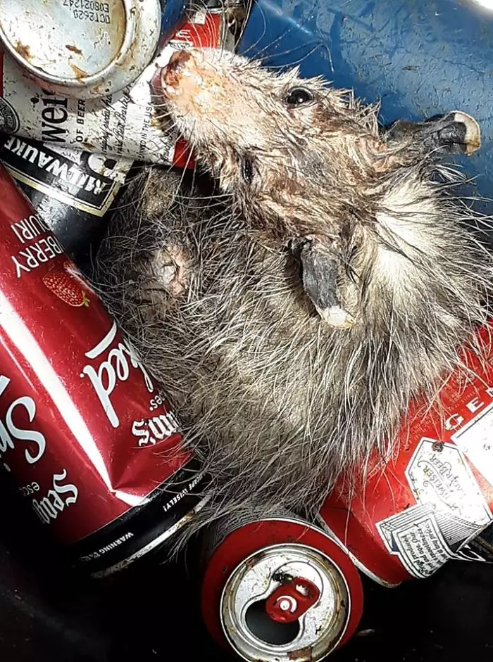 Penampakan hewan kesulitan Berbagai sumber Penampakan hewan kesulitan Berbagai sumber