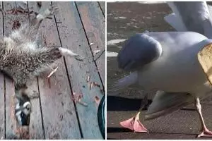 10 Penampakan hewan dalam kesulitan ini bikin miris