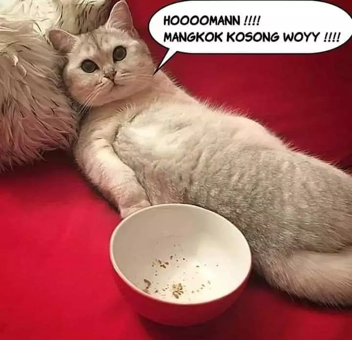 ketika hewan jadi majikan Berbagai sumber