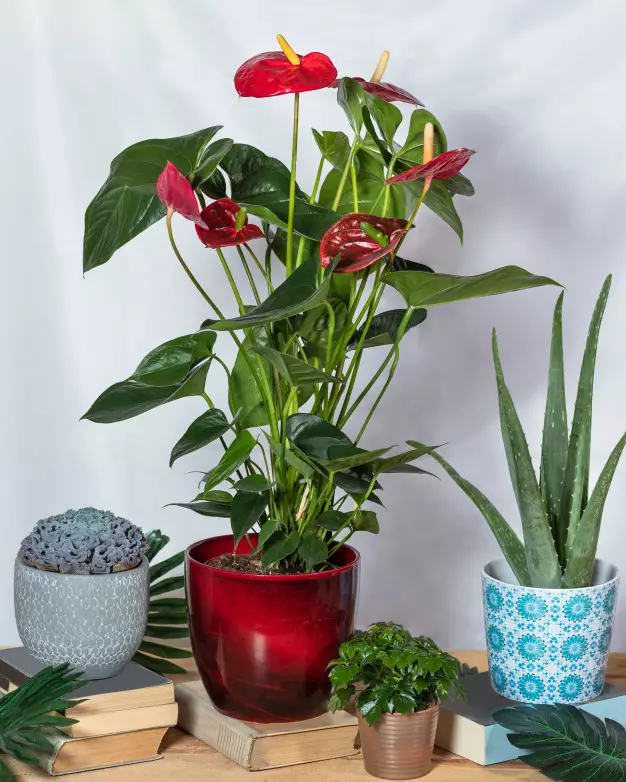 Cara merawat anthurium berbagai sumber Cara merawat anthurium berbagai sumber