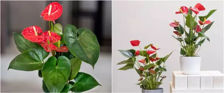 5 Cara merawat tanaman Anthurium agar indah dan tumbuh subur