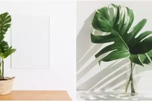 7 Cara merawat tanaman monstera agar subur dan tetap segar