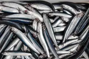 10 Khasiat ikan teri, si kecil kaya manfaat yang jarang diketahui