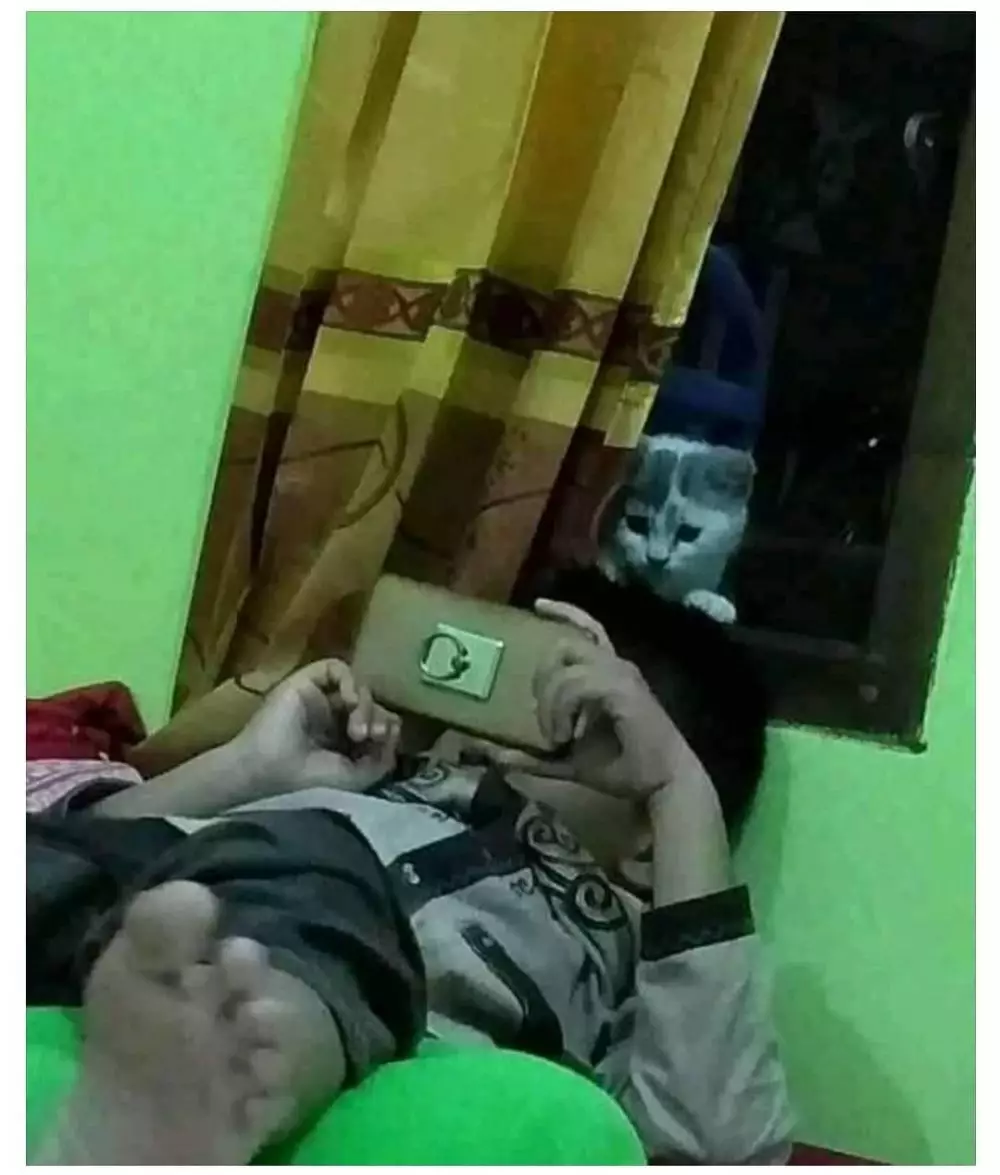 momen sok asik kucing Instagram momen sok asik kucing Instagram
