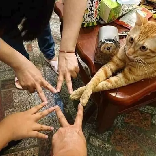 momen sok asik kucing Instagram momen sok asik kucing Instagram